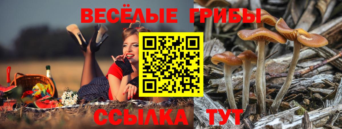 Рузаевка  Галлюциногенные грибы MAGIC MUSHROOMS  что такое   Вход с VPN 